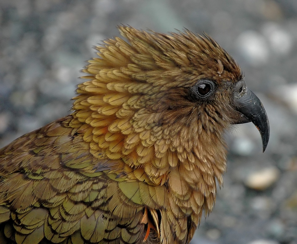 New zealand parrot bird
