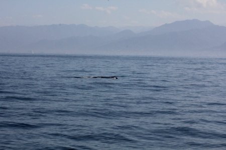 IMG 8554