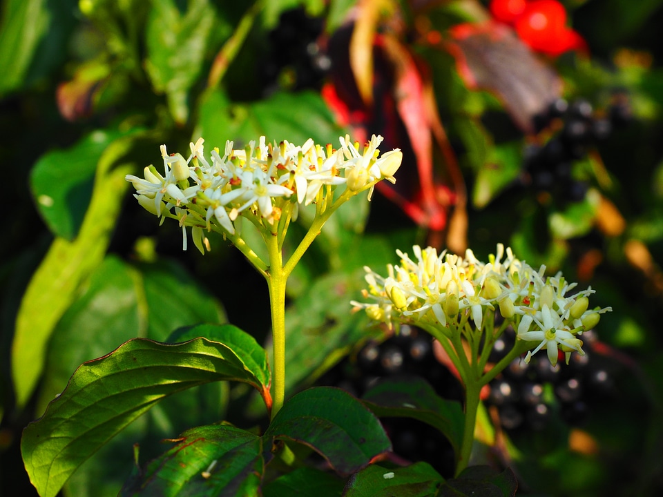 Dogwood berries black