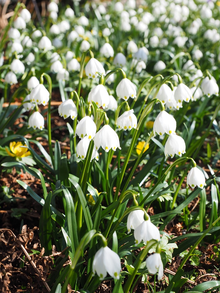 Spring flower fruehlingsknotenblume bloom