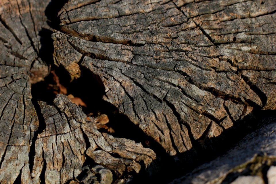 tree trunk wood 96