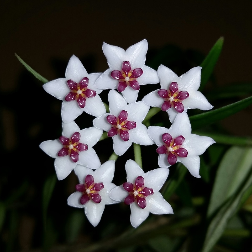 Porcelain flower carnosa flower