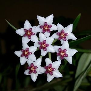 Porcelain flower carnosa flower