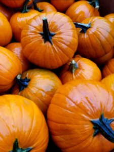 Day 294 pumpkins