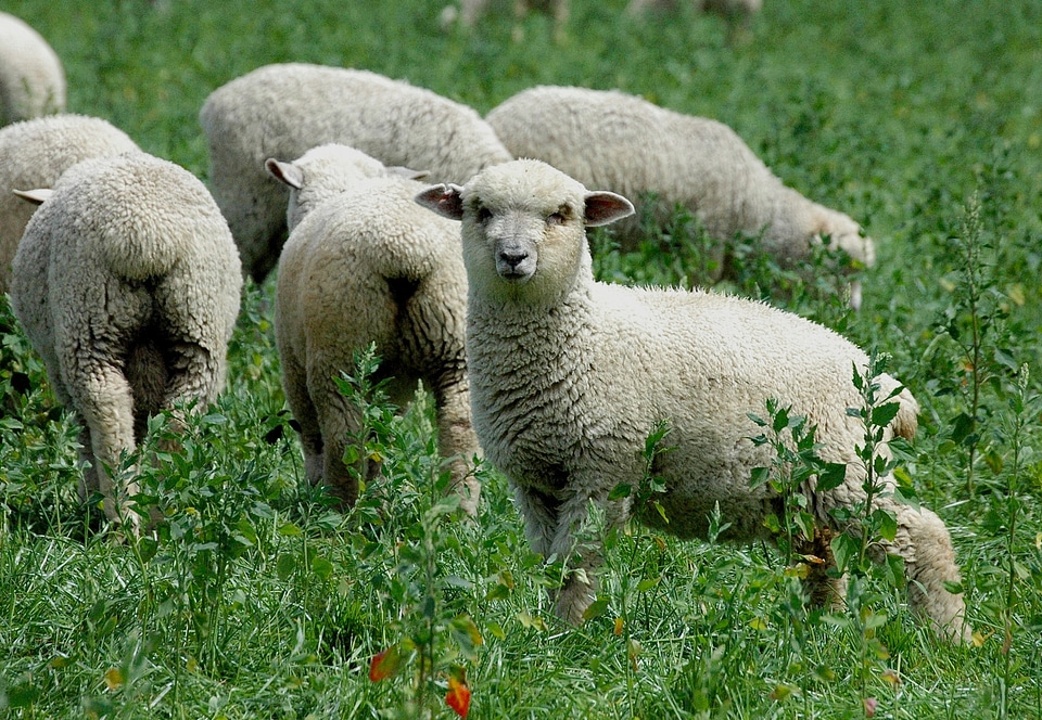 Grass flock pasture