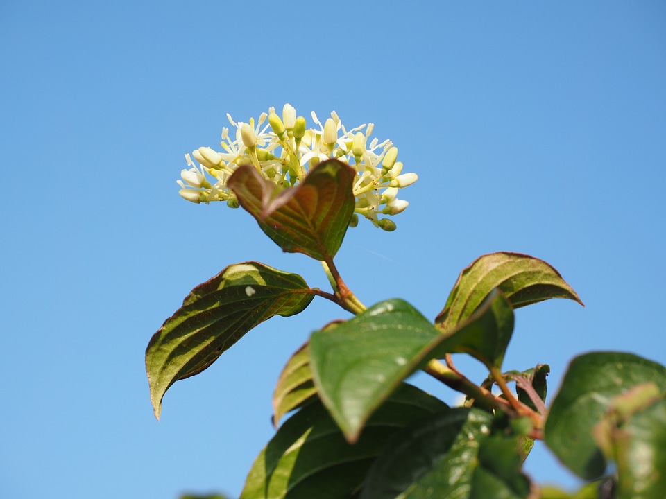 White leaves dogwood
