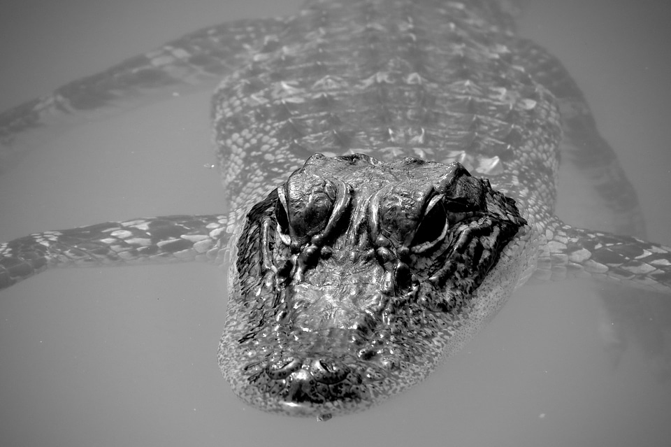 Animal wildlife carnivore