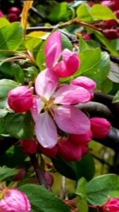 Crabapple blossoms photo