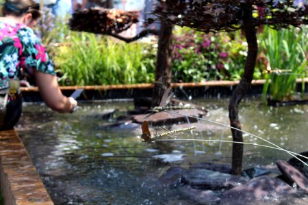 Chelsea Flower Show 2018-25