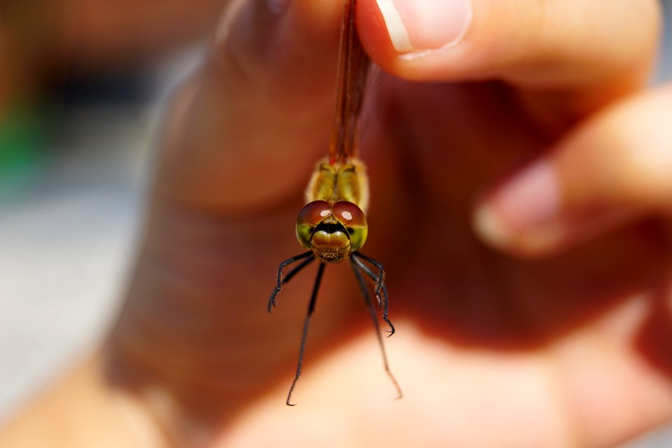 Dragonfly's Eyes