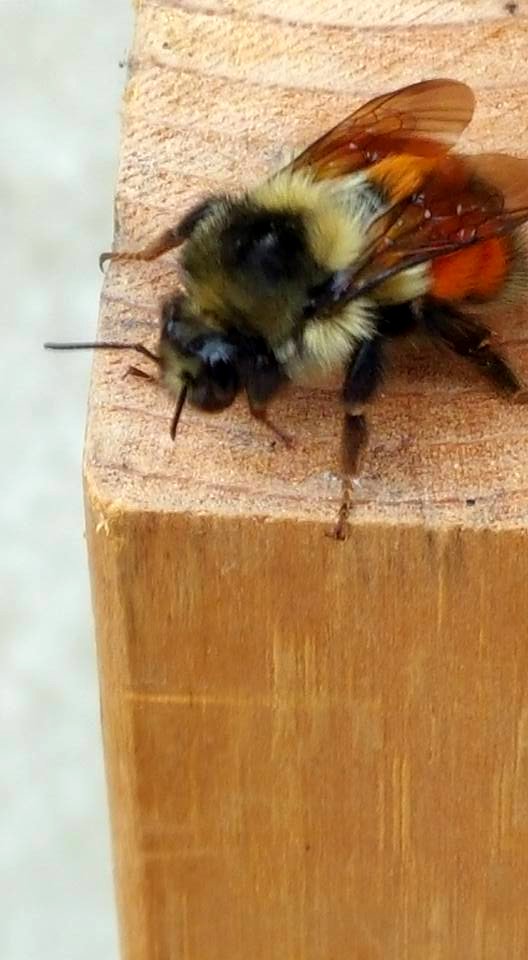 #365 bee Mar19