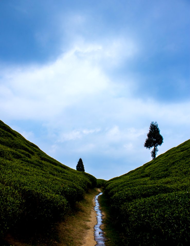 Darjeeling Stories