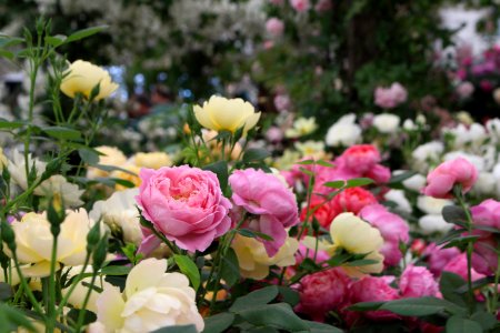 Chelsea Flower Show 2018-56