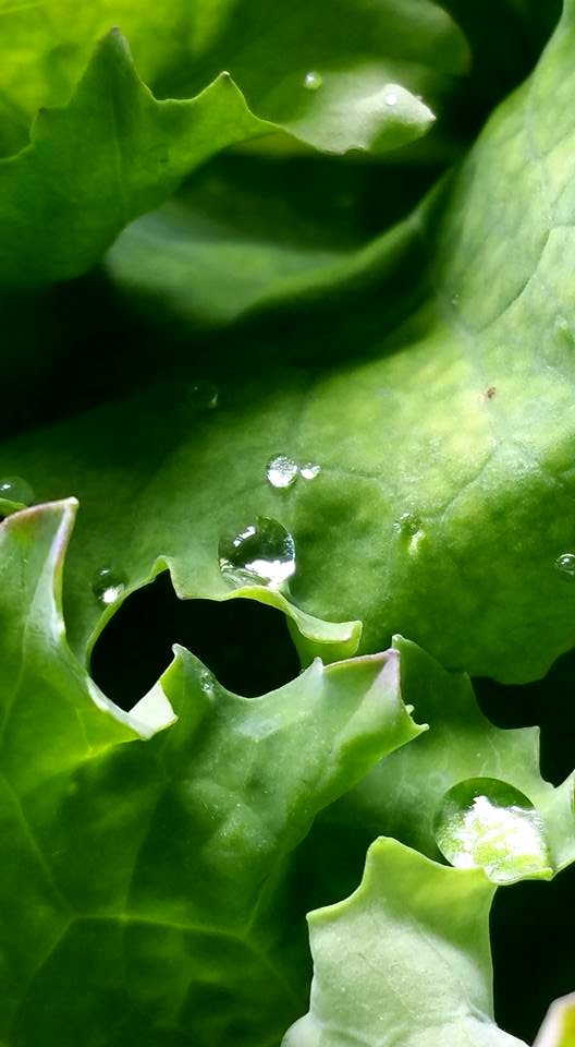 #365 kale