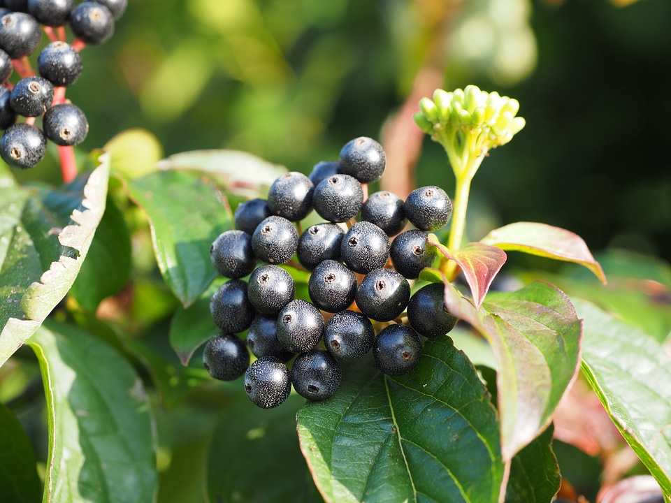 Black fruits cornus photo