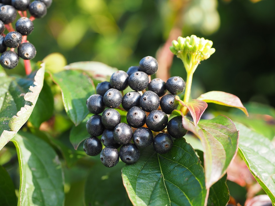 Black fruits cornus