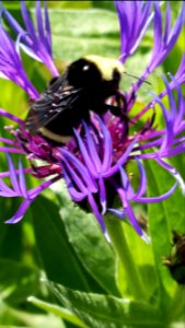 Day 135 bumble bee