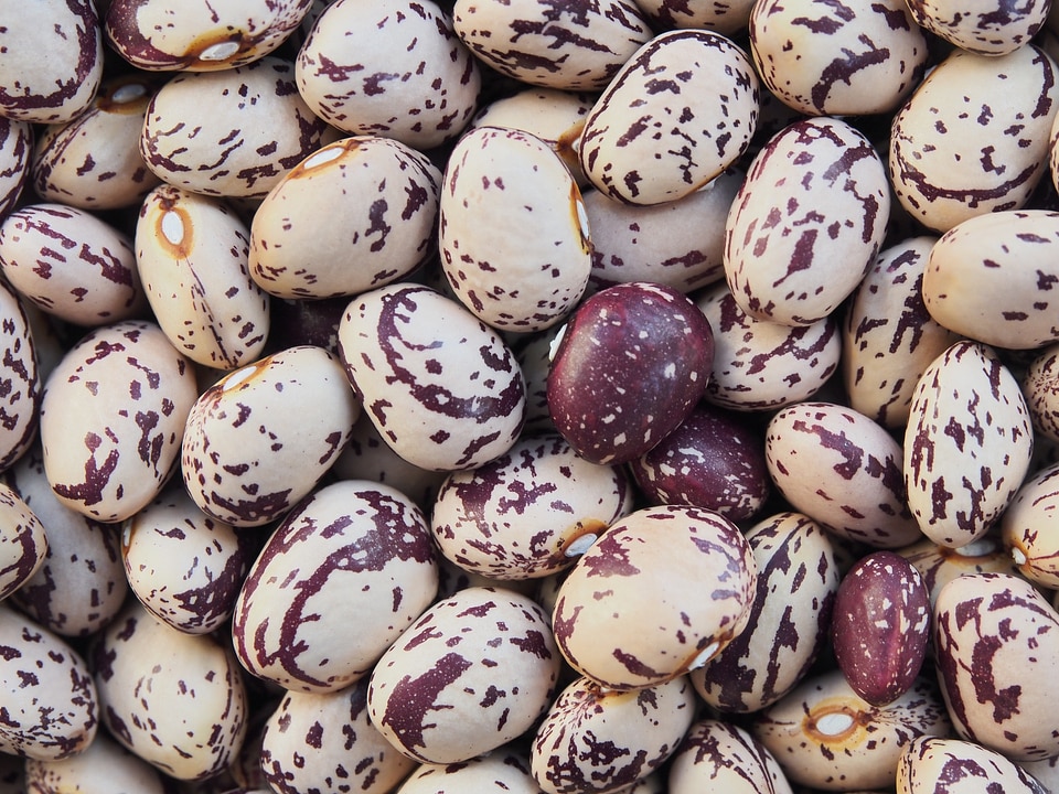Pulses preserved legume