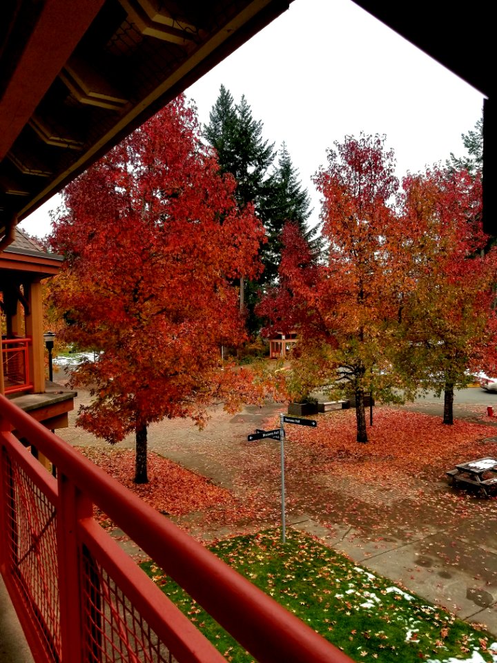 Day 312 fall in full swing