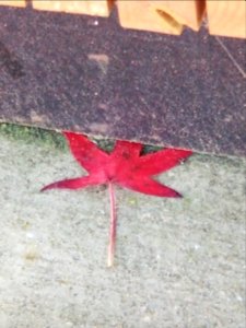 Maple leaf for.. ev...er