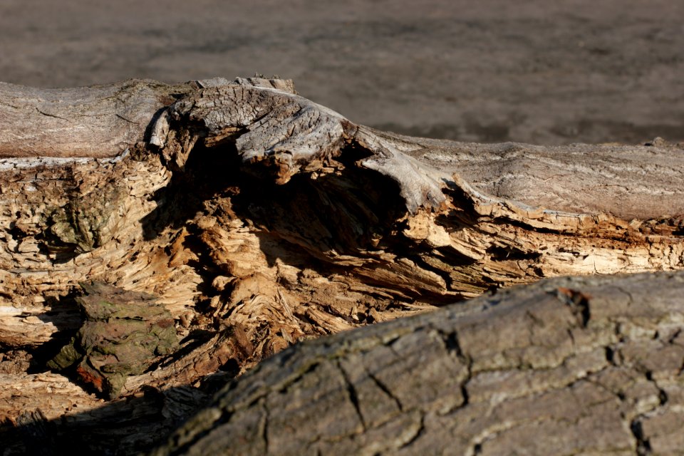 tree trunk wood 19