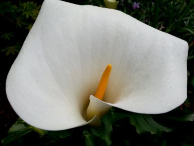 Calla at Royal Roads