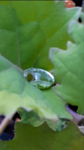 A good day for drops