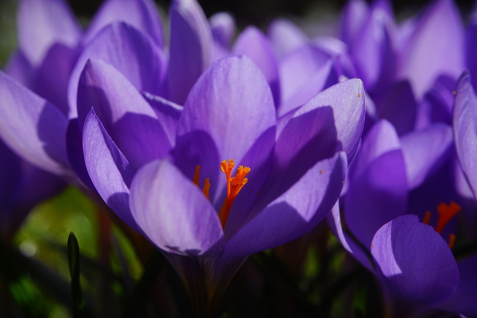 Bühen purple blossom photo