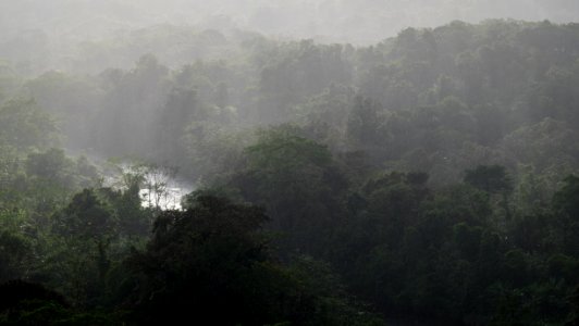 rain forest under rain photo