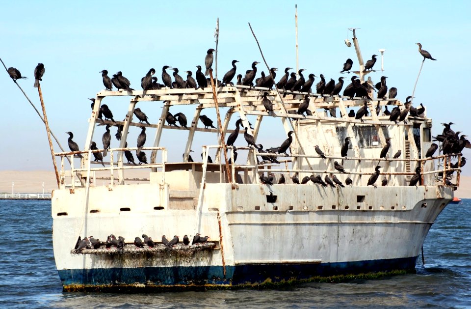 Grupo de cormoranes en Paracas, Pisco, Perú
