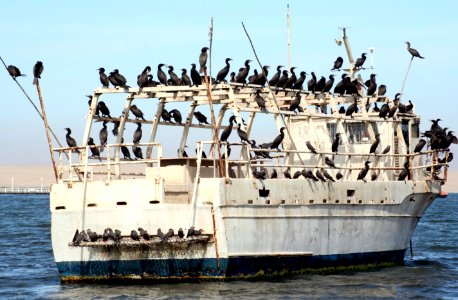 Grupo de cormoranes en Paracas, Pisco, Perú