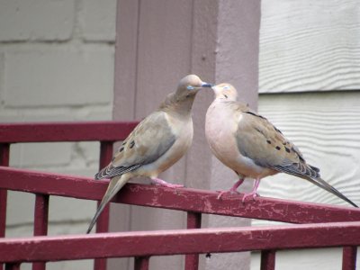 Lovebirds