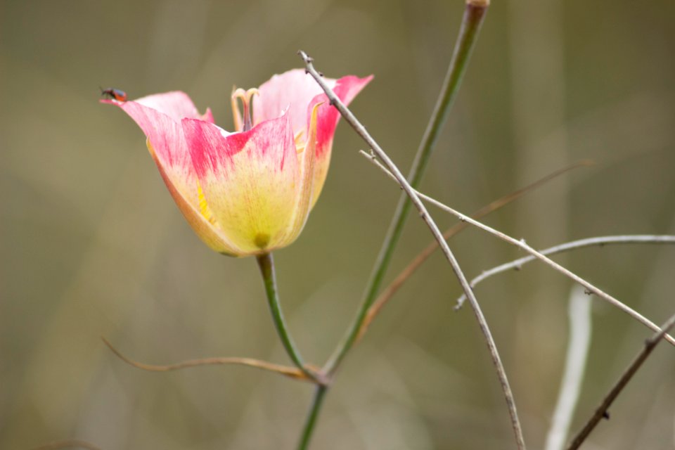 Plummer's Mariposa Lily
