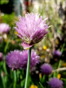 Day 134 home to the over grown garden. Chive flower.