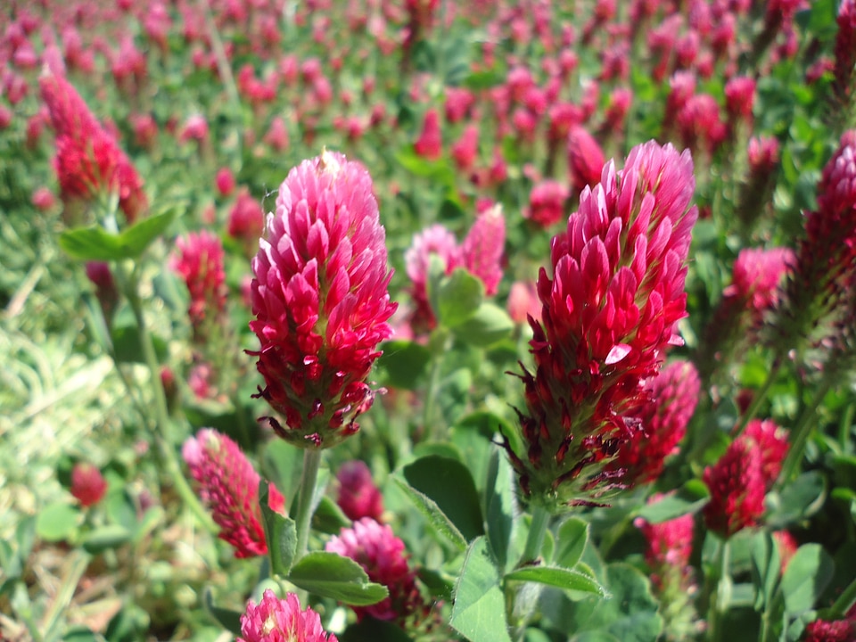 Meadow plant trifolium