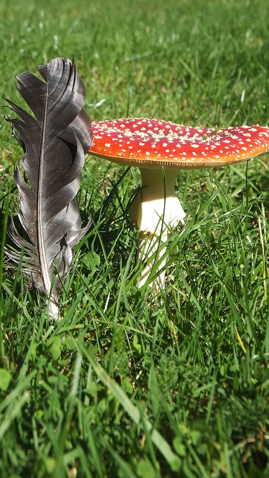 Rush green fly agaric