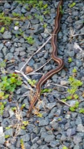 sssssnake