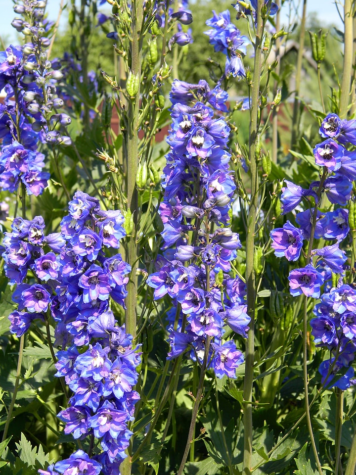 Flower blue flowers blue