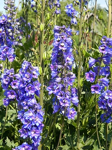 Flower blue flowers blue photo