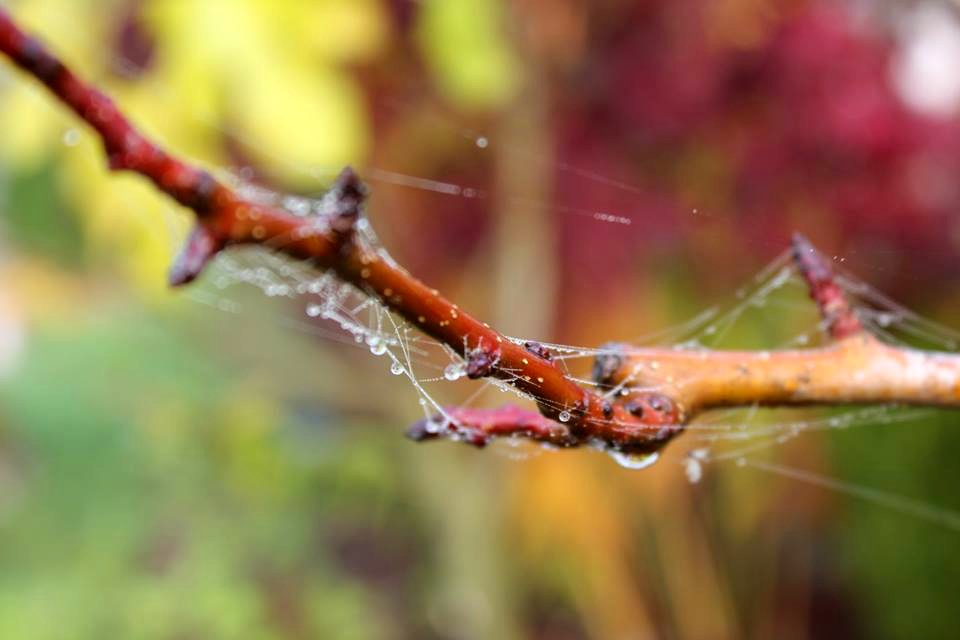web 04