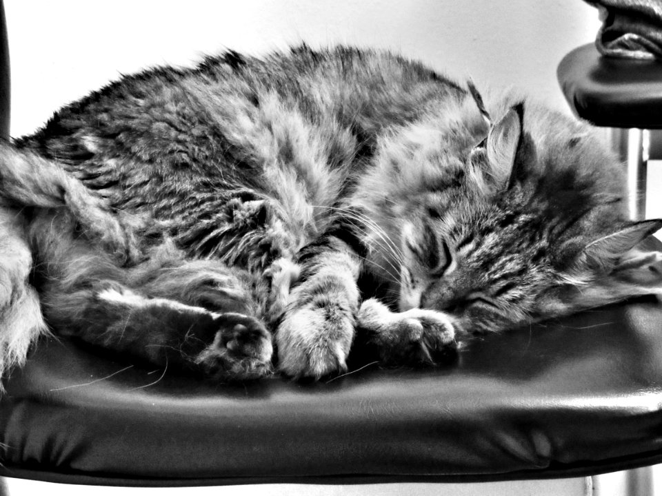 The Lion Sleeps Tonight