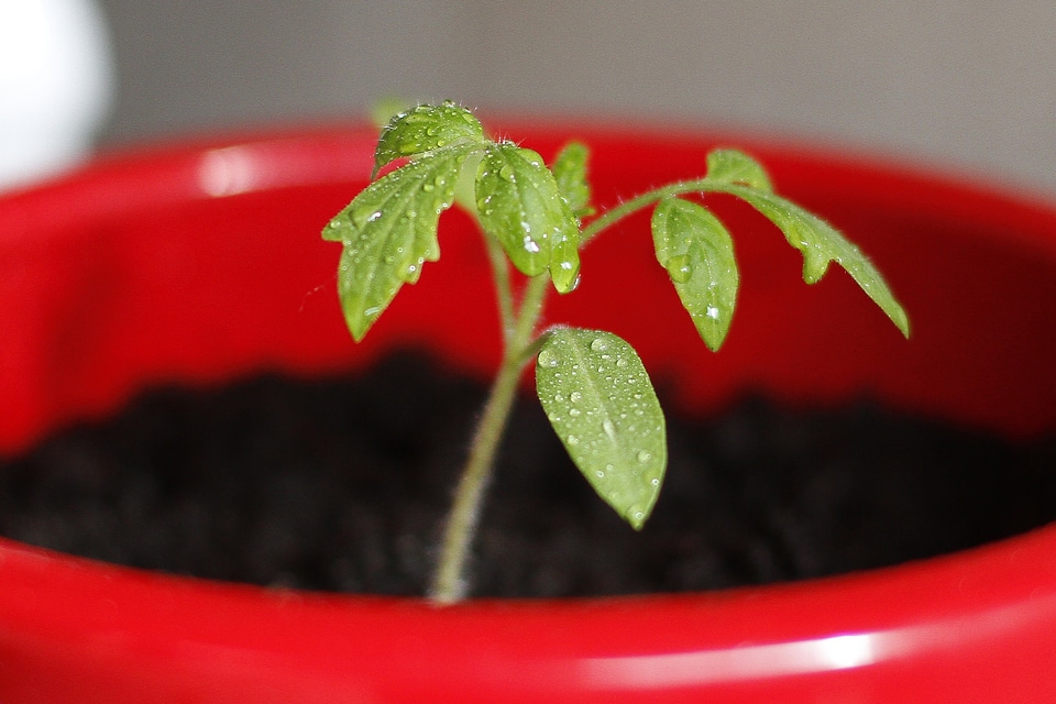 Seed engine red pot