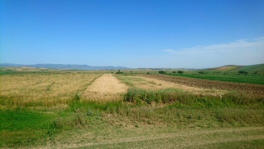 green meadow photo