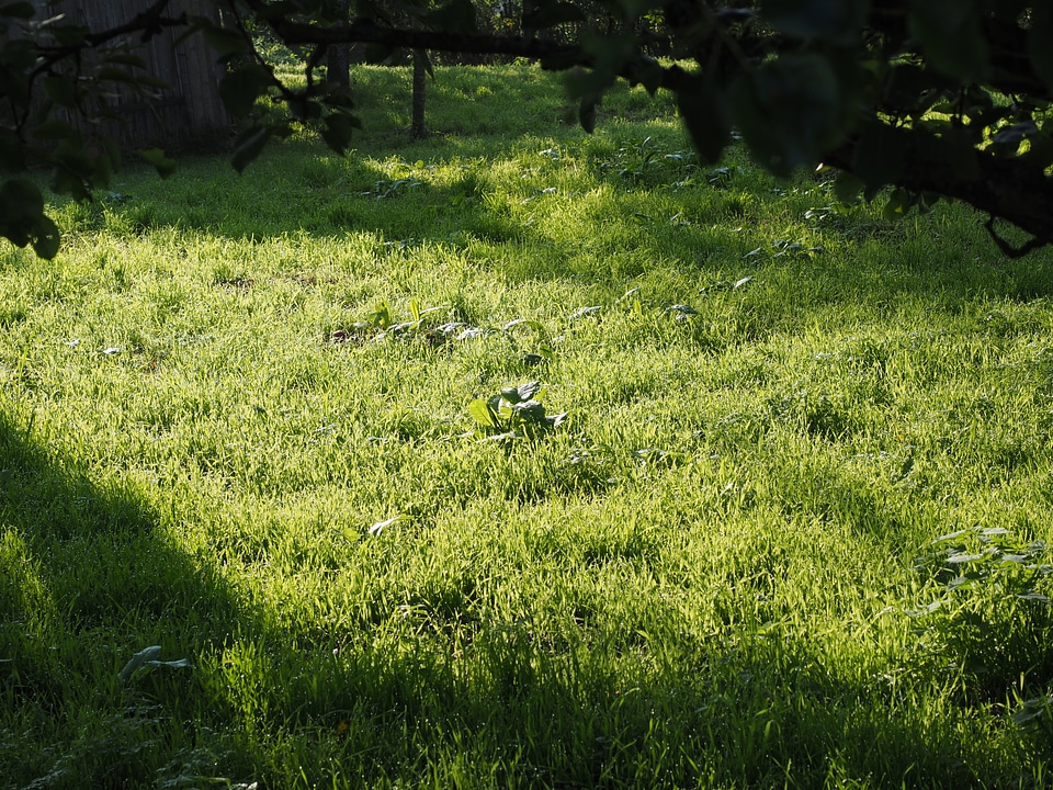 Grass rush morgentau