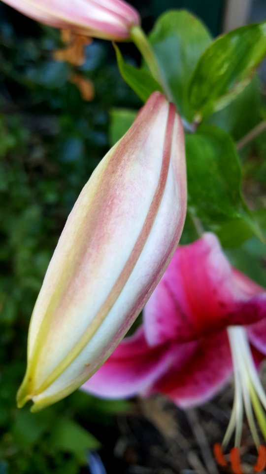 Stargazer before and after