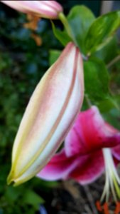 Stargazer before and after