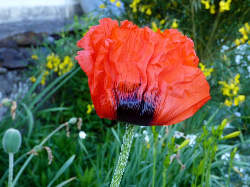 Red flower garden nature