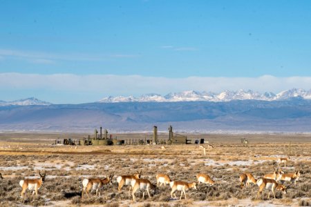 Pronghorn and Oil - Ultra Energy Field - Tara Boucher