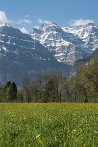 Flowers meadow switzerland photo