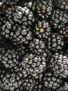 Day 236 blackberries (12 pounds of them)